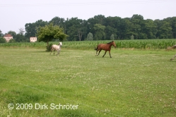 Pferdehof zur Elbaue in Wörlitz