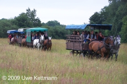 Pferdehof zur Elbaue in Wörlitz